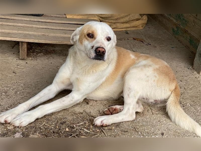 Lono, geb. ca. 06/2020, lebt in GRIECHENLAND, auf einer privaten Pflegestelle