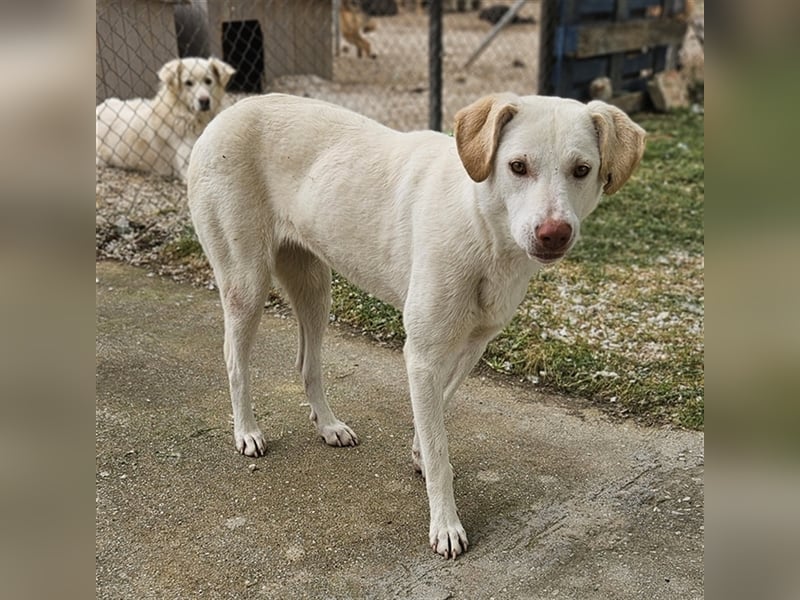 Nizza, geb. ca. 08/2022, lebt in GRIECHENLAND, im städt. Tierheim Serres