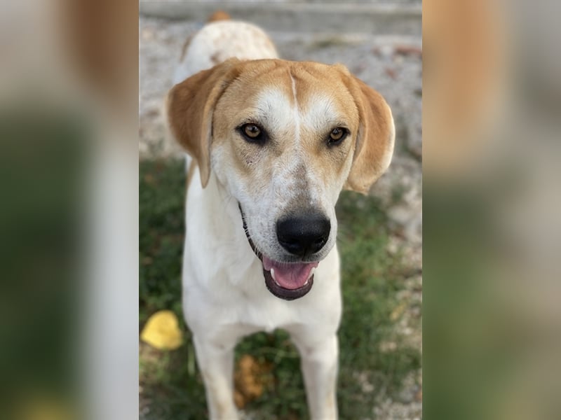 Roxi, geb. ca. 11/2022, lebt in GRIECHENLAND, im städt. Tierheim Serres