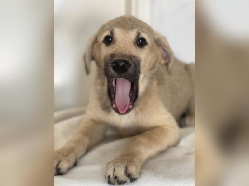 Glandy, geb. ca. 03/2025, lebt in GRIECHENLAND, im städt. Tierheim Serres