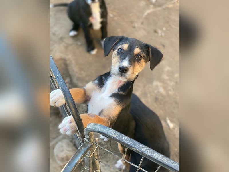 Kunigunde, geb. ca. 09/2025, lebt in GRIECHENLAND, auf einer privaten Pflegestelle