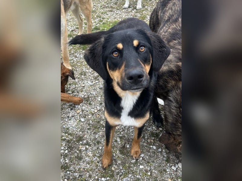 Letti, geb. ca. 05/2024, lebt in GRIECHENLAND, auf einem Gelände, auf dem die Hunde notdürftig verso