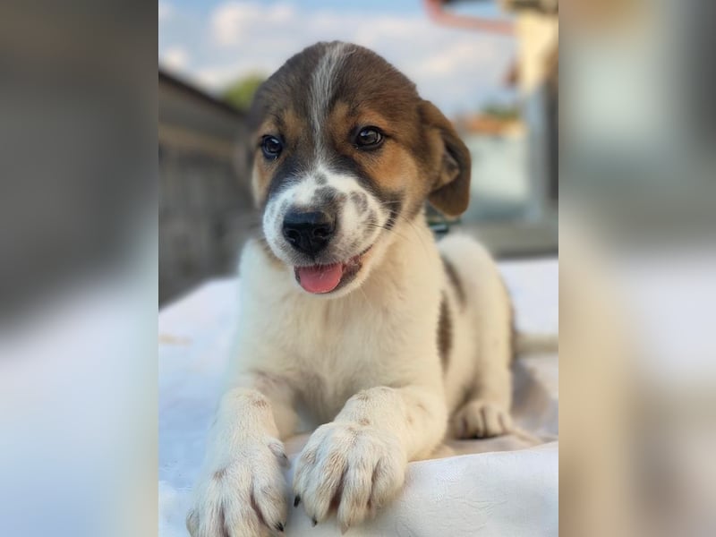 Trine, geb. ca. 05/2025, lebt in GRIECHENLAND, im städt. Tierheim Serres