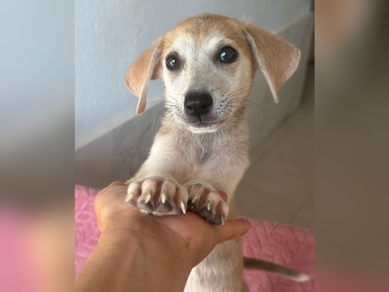 Rosie, geb. ca. 05/2026, lebt in GRIECHENLAND, im städt. Tierheim Serres