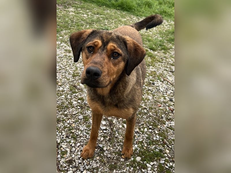 Valmira, geb. ca. 05/2024, lebt in GRIECHENLAND, auf einem Gelände, auf dem die Hunde notdürftig ver