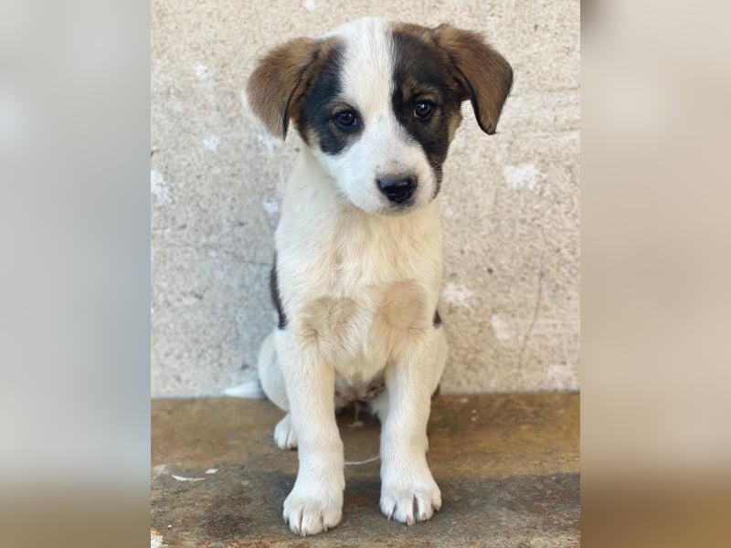 Yoko, geb. ca. 03/2026 , lebt in GRIECHENLAND, auf einer privaten Pflegestelle