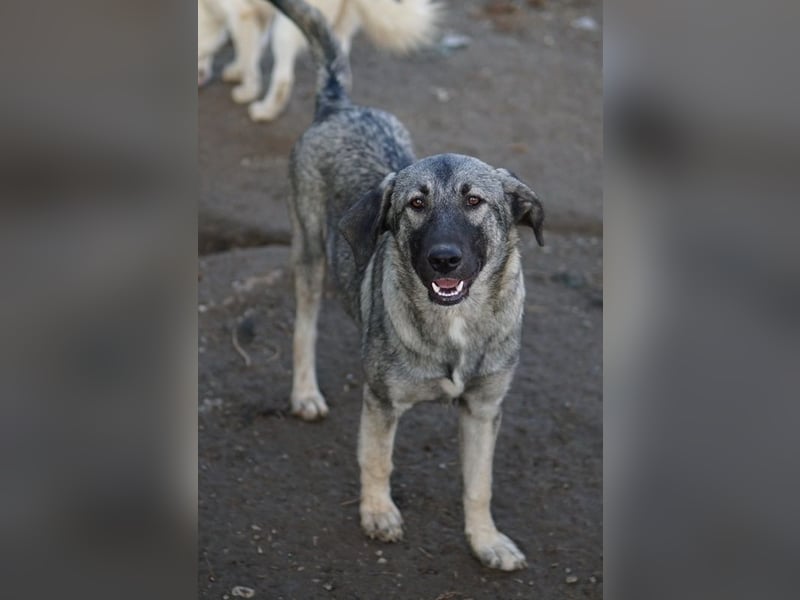 Nina Chuba, geb. ca. 02/2024, lebt in GRIECHENLAND, im städt. Tierheim Serres