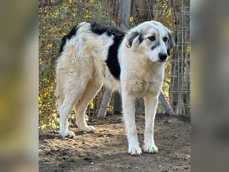 Sally Brown, geb. ca. 12/2023, lebt in GRIECHENLAND, auf einer privaten Pflegestelle