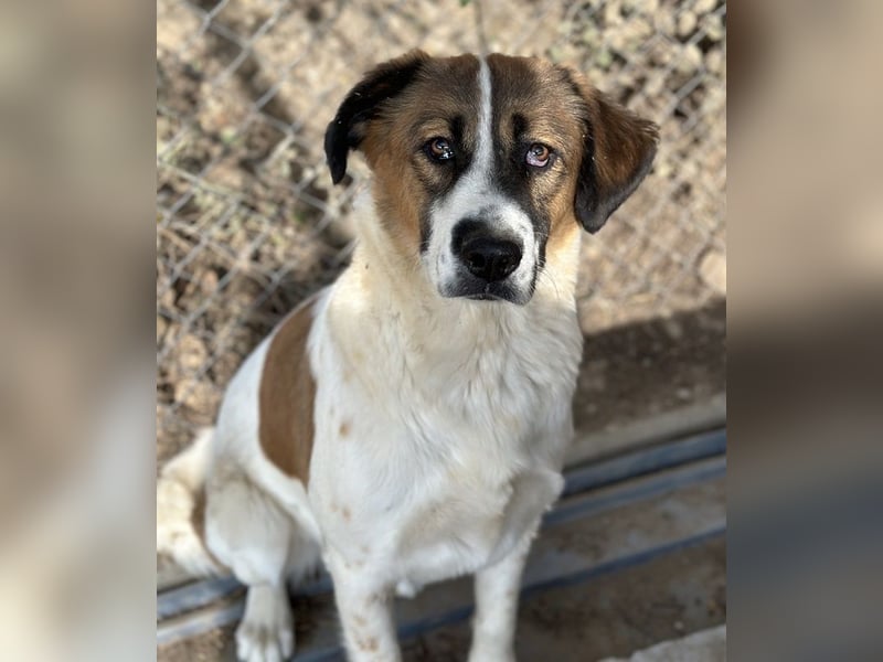 Fiva, geb. ca. 02/2024, lebt in GRIECHENLAND, im städt. Tierheim Serres