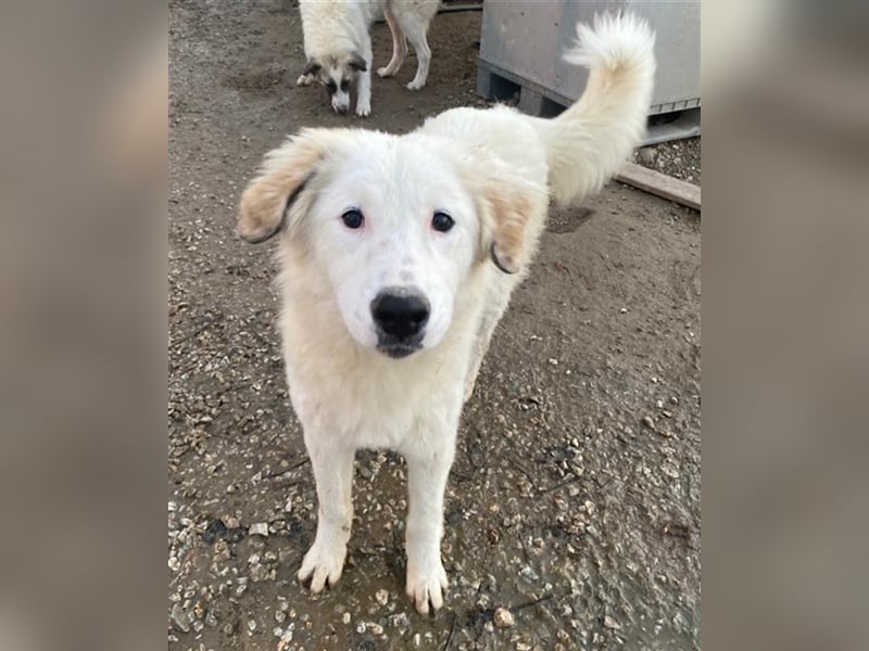 Skippy, geb. ca. 05/2022, lebt in GRIECHENLAND, im städt. Tierheim Serres