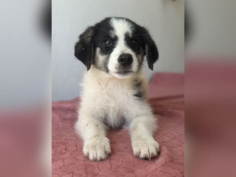 Colada, geb. ca. 05/2026, lebt in GRIECHENLAND, im städt. Tierheim Serres