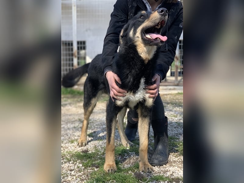 Niles, geb. ca. 05/2019, lebt in GRIECHENLAND, im städt. Tierheim Serres