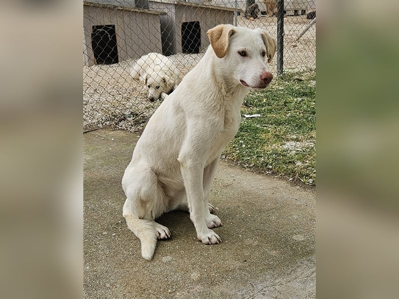 Nizza, geb. ca. 08/2022, lebt in GRIECHENLAND, im städt. Tierheim Serres