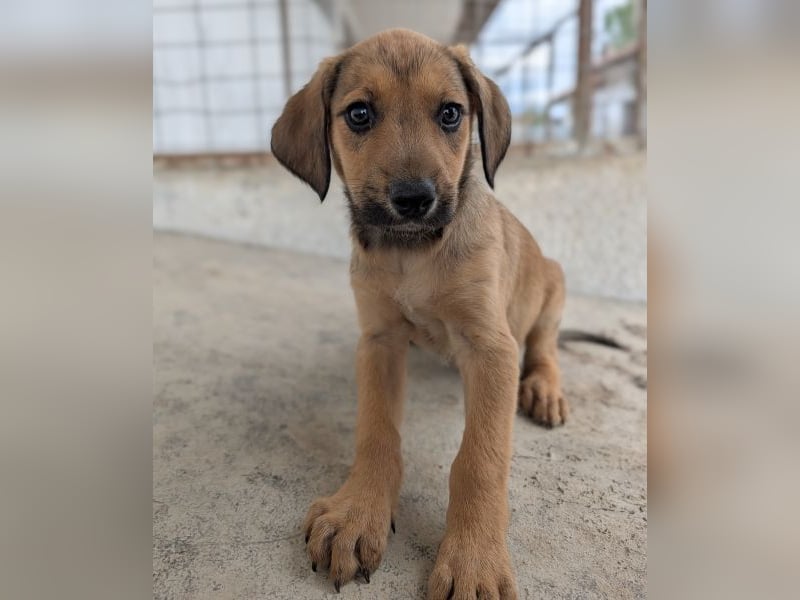 Tiana, geb. ca. 02/2026, lebt in GRIECHENLAND, im städt. Tierheim Serres