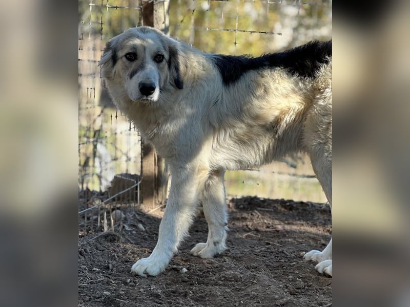 Sally Brown, geb. ca. 12/2023, lebt in GRIECHENLAND, auf einer privaten Pflegestelle