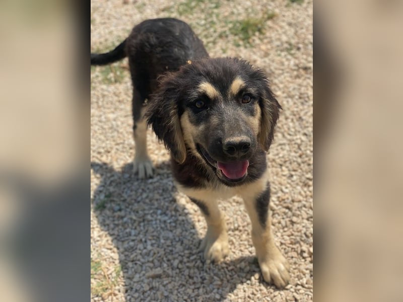 Quana, geb. ca. 02/2025, lebt in GRIECHENLAND, auf einer privaten Pflegestelle