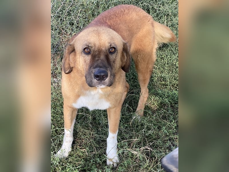 Maletto, geb. ca. 09/2018, lebt in GRIECHENLAND, im städt. Tierheim Serres