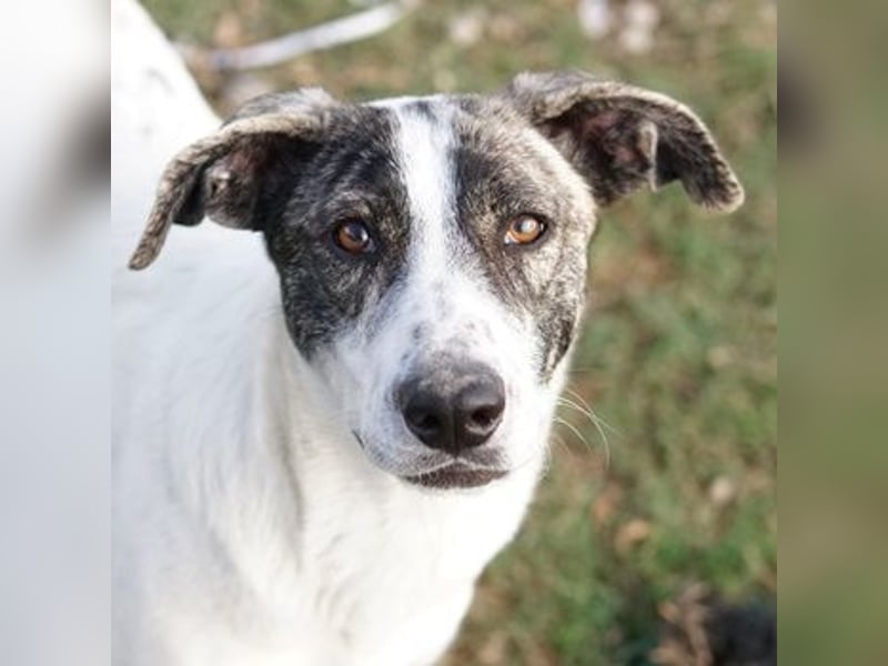 Mea, geb. ca. 11/2022, lebt in GRIECHENLAND, im städt. Tierheim Serres