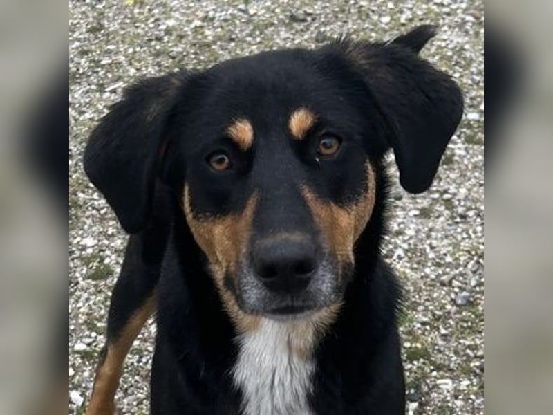 Orelle, geb. ca. 05/2024, lebt in GRIECHENLAND, auf einem Gelände, auf dem die Hunde notdürftig vers