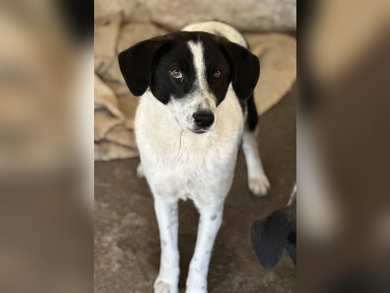 Lino, geb. ca. 03/2024, lebt in GRIECHENLAND, auf einer privaten Pflegestelle