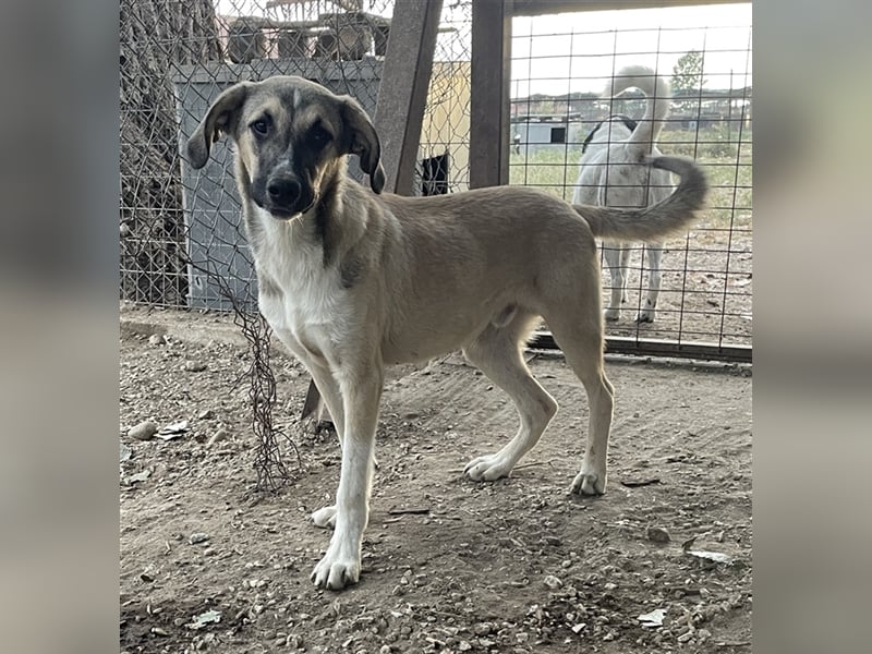 Peterchen, geb. ca. 03/2023, lebt in GRIECHENLAND, im städt. Tierheim Serres