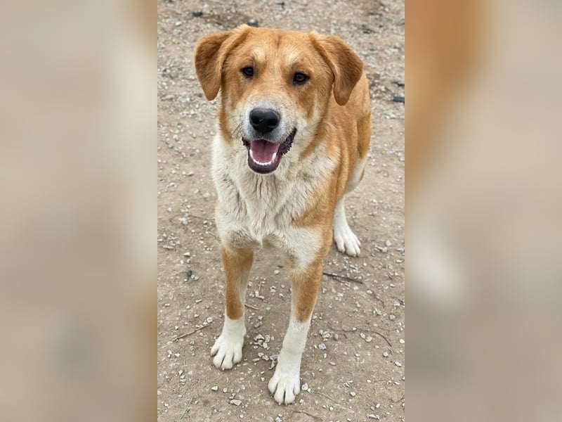 Imilo, geb. ca. 04/2024, lebt in GRIECHENLAND, im städt. Tierheim Serres