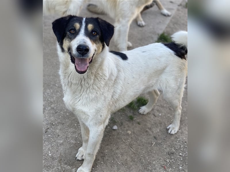 Fanny, geb. ca. 04/2021, lebt in GRIECHENLAND, im städt. Tierheim Serres