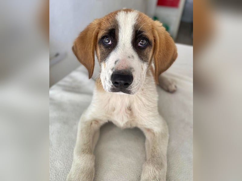 Pimock, geb. 03/2025, lebt in GRIECHENLAND, im städt. Tierheim Serres