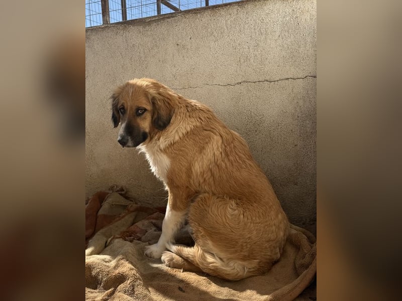 Blümchen, geb. ca. 08/2024, lebt in GRIECHENLAND, im städt. Tierheim Serres
