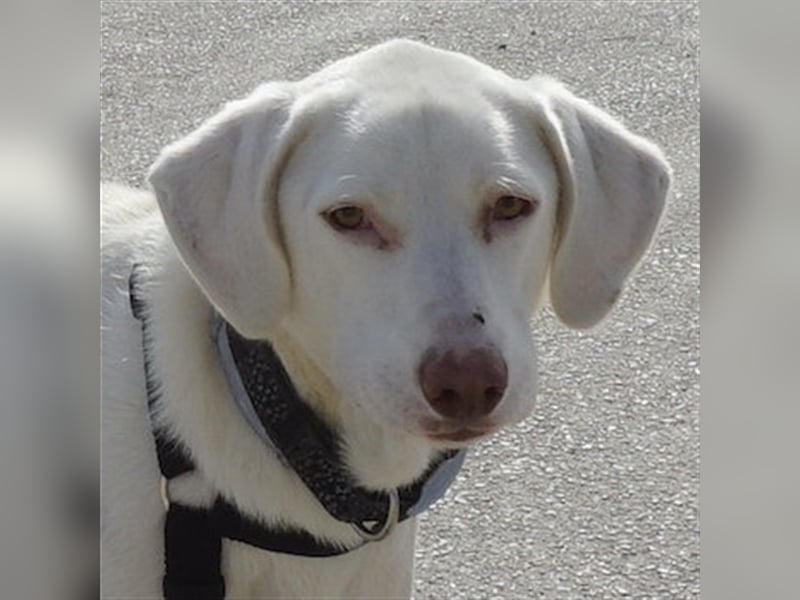 Hammy, geb. ca. 10/2022, lebt in GRIECHENLAND, auf einer privaten Pflegestelle