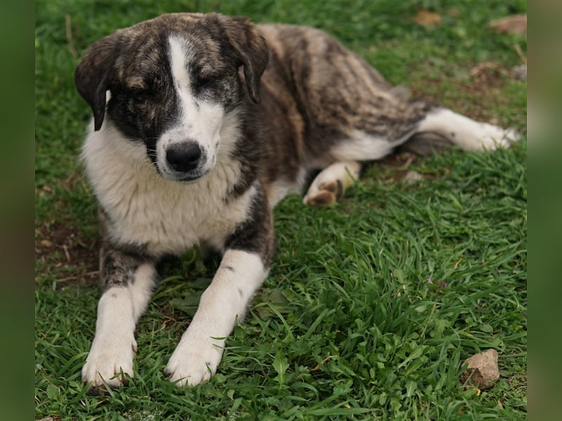 Paula, geb. ca. 07/2023, lebt in GRIECHENLAND, auf einem Gelände, auf dem die Hunde notdürftig verso