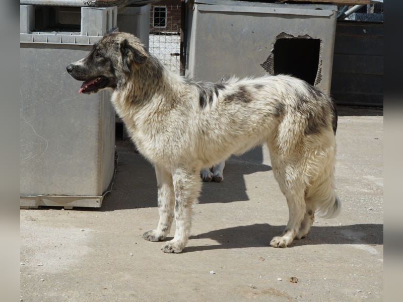 Ludmilla, geb. ca. 05/2025, lebt in GRIECHENLAND, im städt. Tierheim Serres