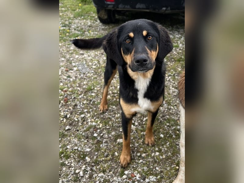 Letti, geb. ca. 05/2024, lebt in GRIECHENLAND, auf einem Gelände, auf dem die Hunde notdürftig verso