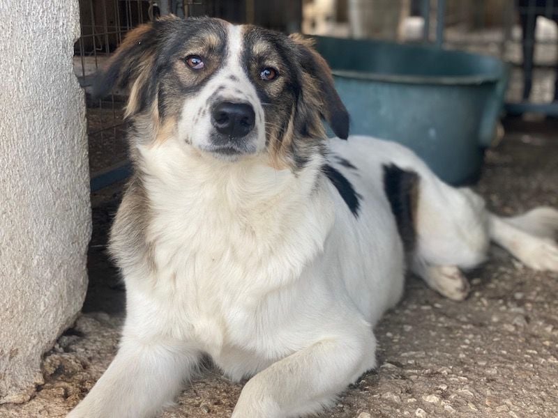 Resi, geb. ca. 10/2024, lebt in GRIECHENLAND, auf einer privaten Pflegestelle