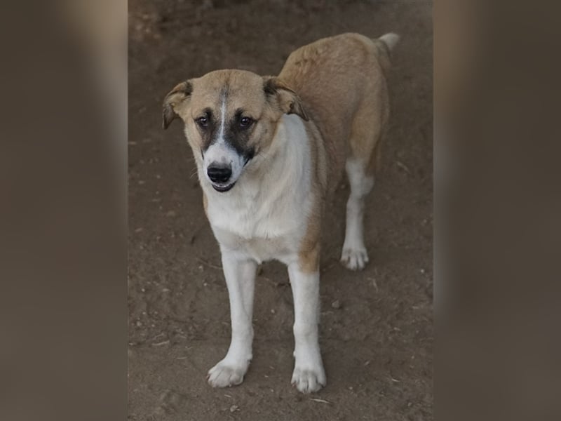 Jeanie, geb. ca. 05/2023, lebt in GRIECHENLAND, im städt. Tierheim Serres
