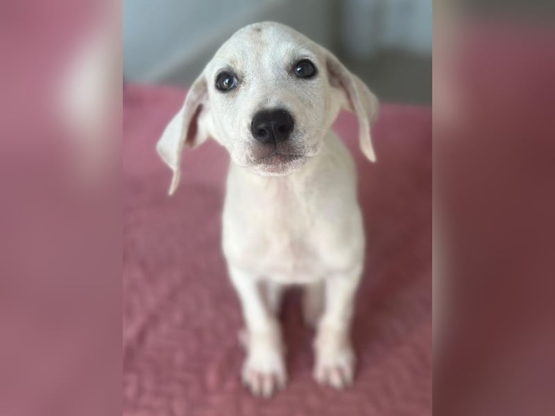 Lily, geb. ca. 05/2026, lebt in GRIECHENLAND, im städt. Tierheim Serres