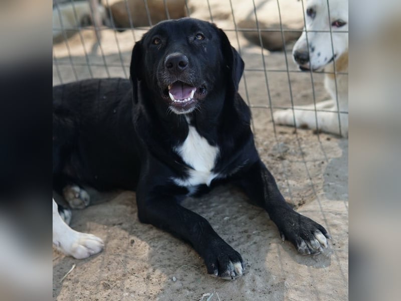 Ria, geb. ca. 10/2024, lebt in GRIECHENLAND, im städt. Tierheim Serres