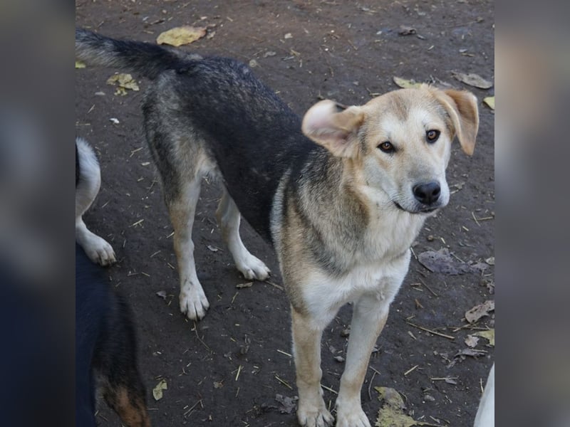 Ciri, geb. ca. 05/2024, lebt in GRIECHENLAND, im städt. Tierheim Serres