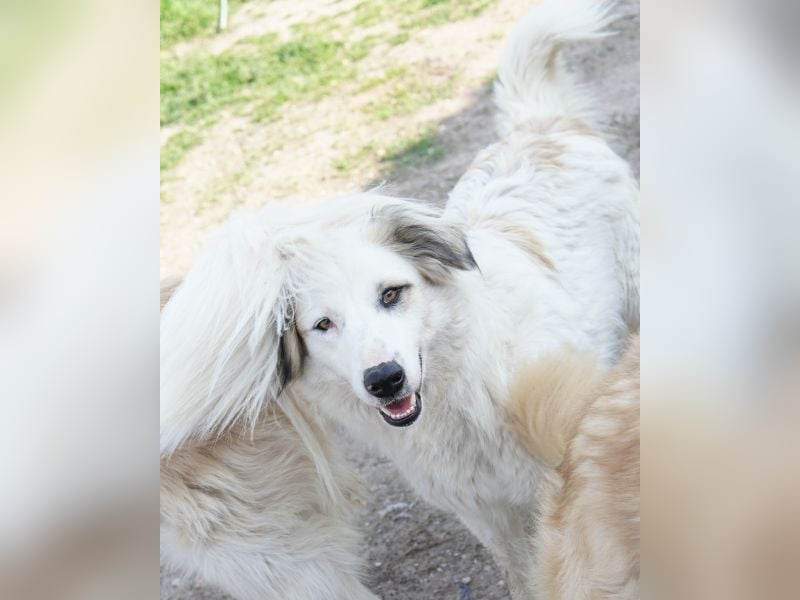 Eika, geb. ca. 02/2023, lebt in GRIECHENLAND, im städt. Tierheim Serres