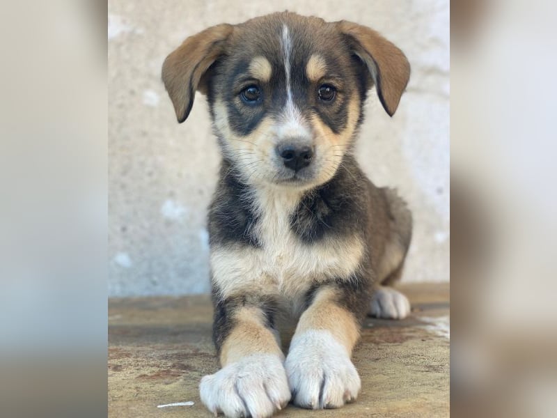 Sissy, geb. ca. 03/2026 , lebt in GRIECHENLAND, auf einer privaten Pflegestelle