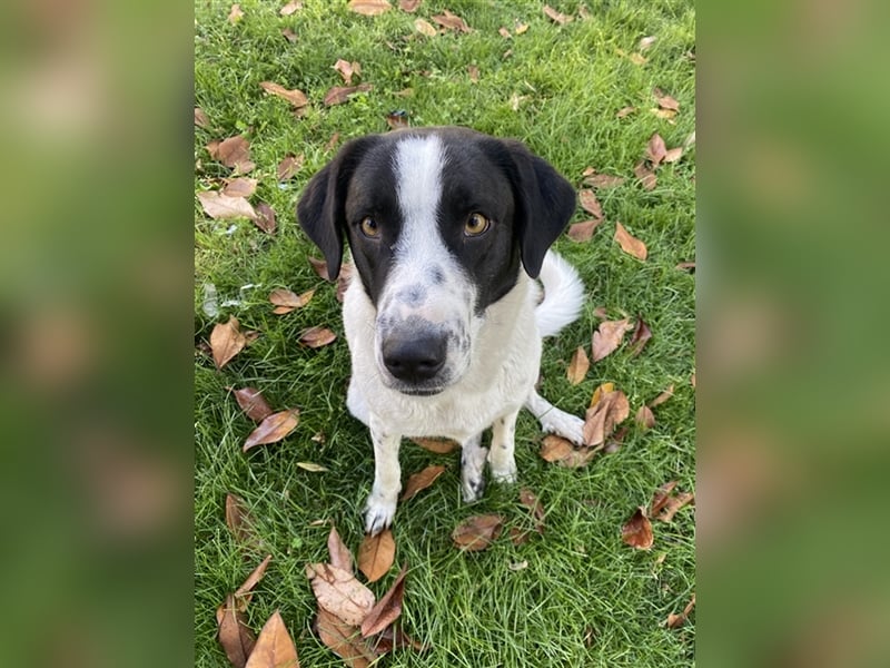 Penny, geb. ca. 05/2023, lebt in GRIECHENLAND, im städt. Tierheim Serres