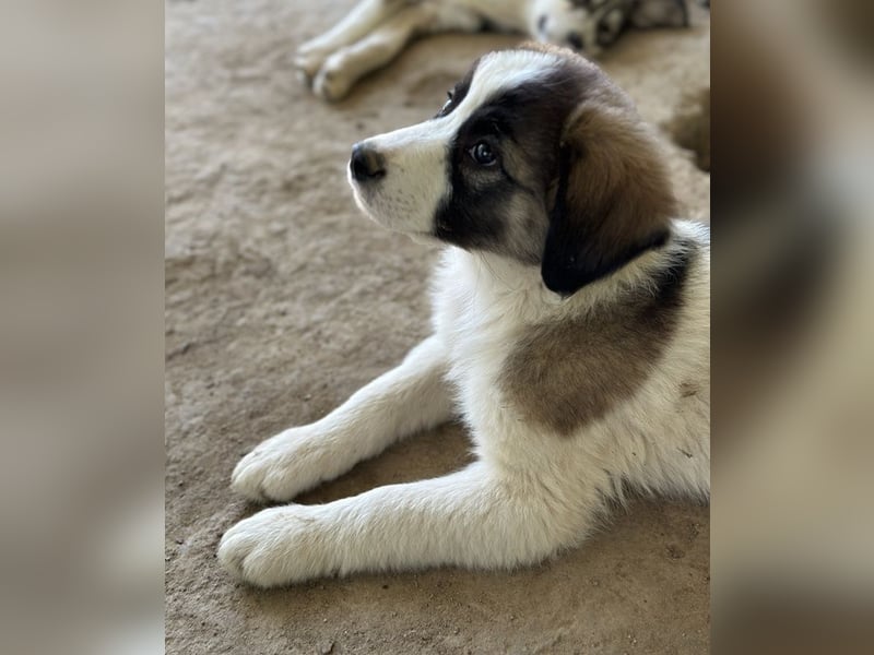 Lexya, geb. ca. 02/2025, lebt in GRIECHENLAND, auf einer privaten Pflegestelle