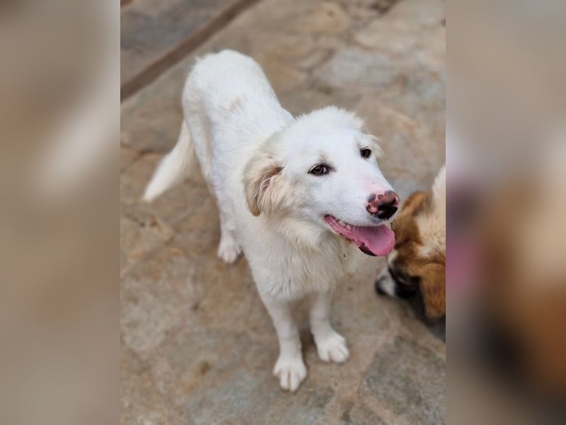 Frauke, geb. ca. 11/2023, lebt in GRIECHENLAND, auf einer privaten Pflegestelle