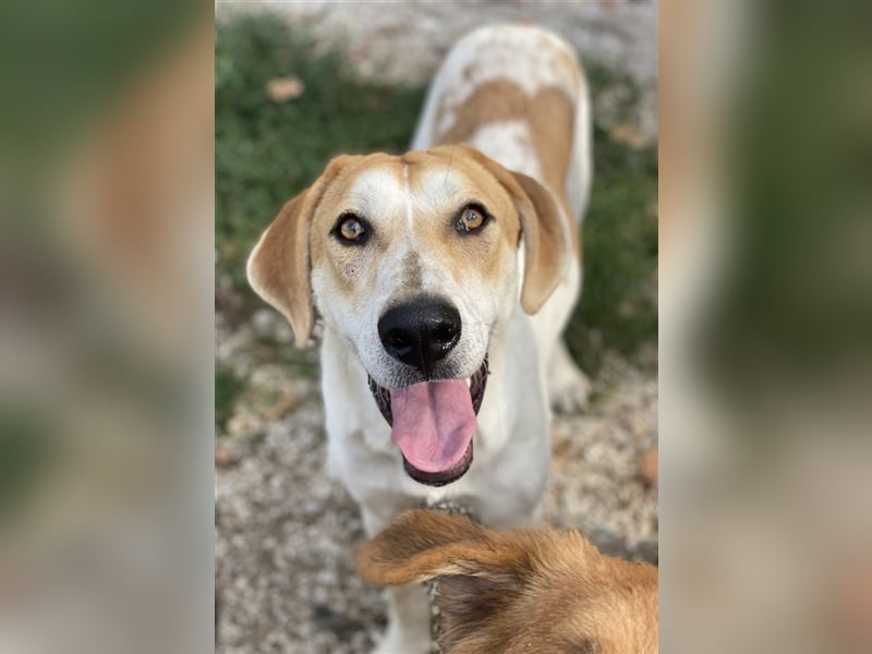 Roxi, geb. ca. 11/2022, lebt in GRIECHENLAND, im städt. Tierheim Serres