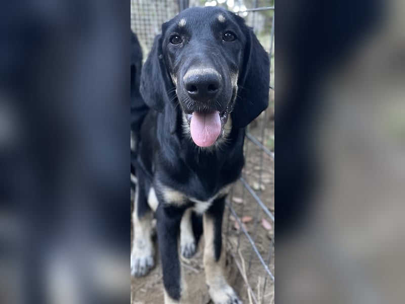 Blueberry, geb. ca. 06/2023, lebt in GRIECHENLAND, auf einer privaten Pflegestelle