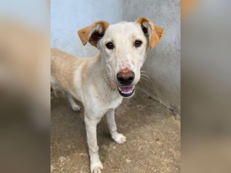 Kalena, geb. ca. 01/2025, lebt in GRIECHENLAND, im städt. Tierheim Serres