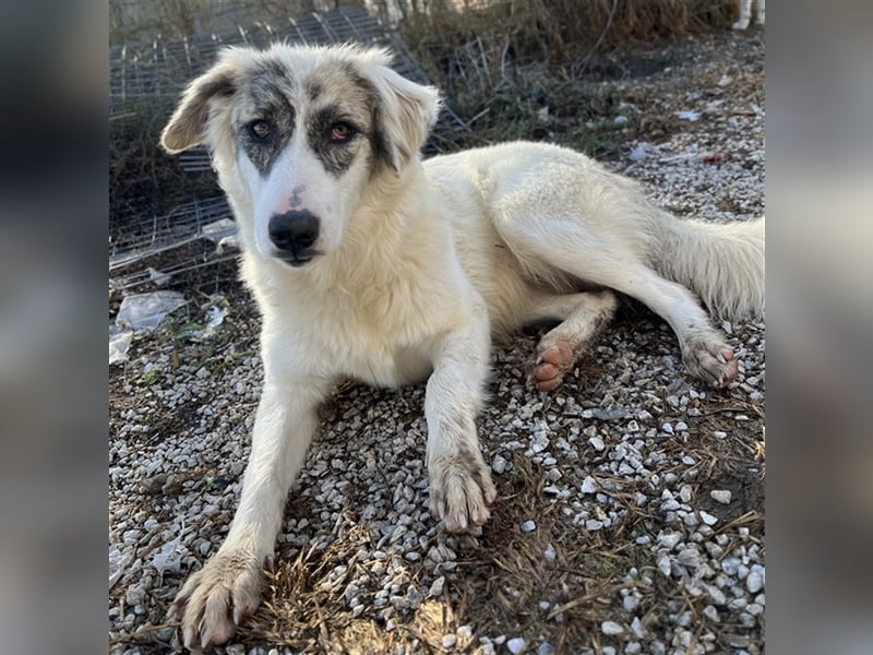 Gerda, geb. ca. 02/2023, lebt in GRIECHENLAND, im städt. Tierheim Serres