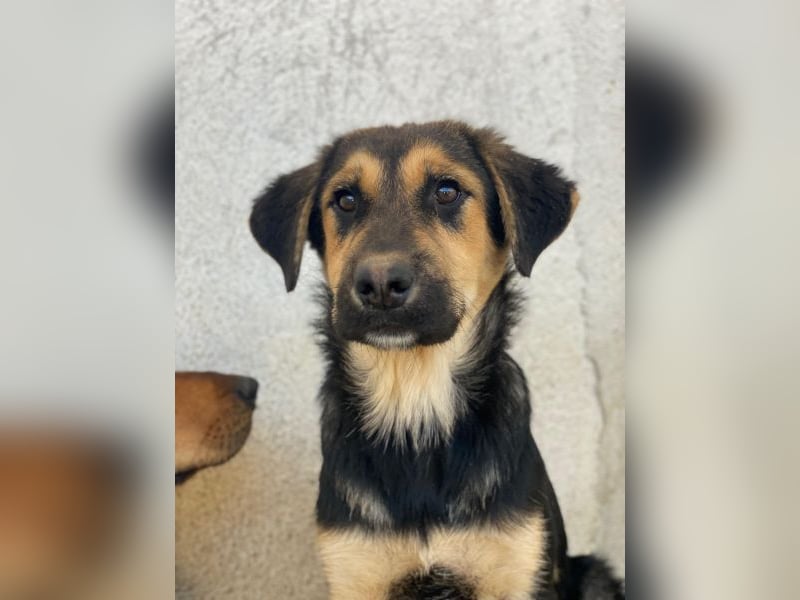 Elphaba, geb. ca. 07/2025, lebt in GRIECHENLAND, im städt. Tierheim Serres