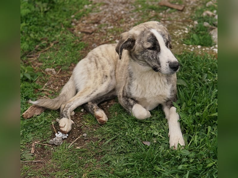 Xabi, geb. ca. 07/2023, lebt in GRIECHENLAND, auf einem Gelände, auf dem die Hunde notdürftig versor