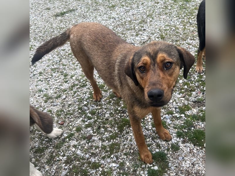 Valmira, geb. ca. 05/2024, lebt in GRIECHENLAND, auf einem Gelände, auf dem die Hunde notdürftig ver